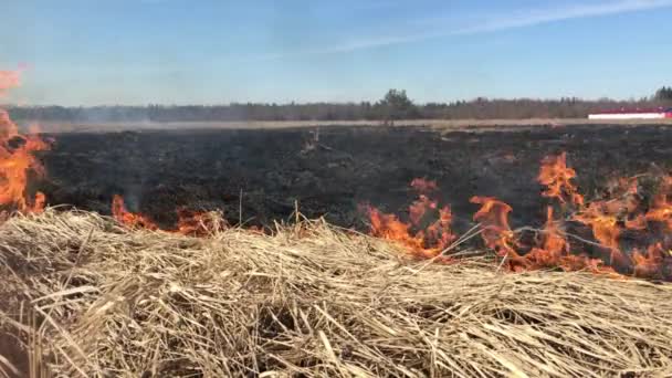 Огонь Сухой Травы Лесу Горящий Вспыхивает Опасно — стоковое видео
