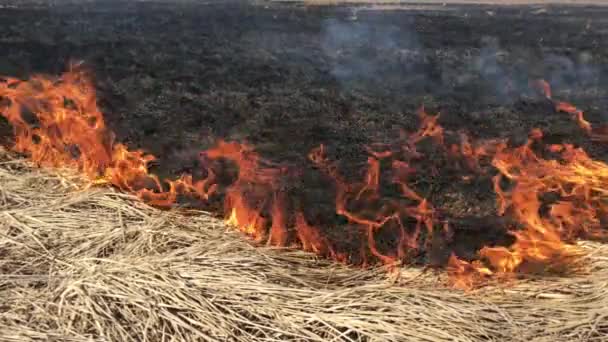 Fuego Hierba Seca Bosque Las Llamas Ardientes Encienden Peligrosamente — Vídeos de Stock