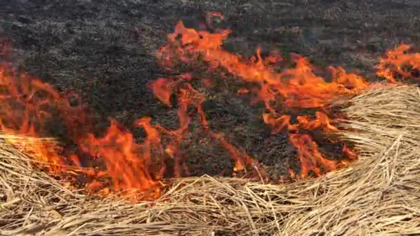 Brand Torrt Gräs Skogen Bränningen Flamrar Upp Farligt — Stockvideo