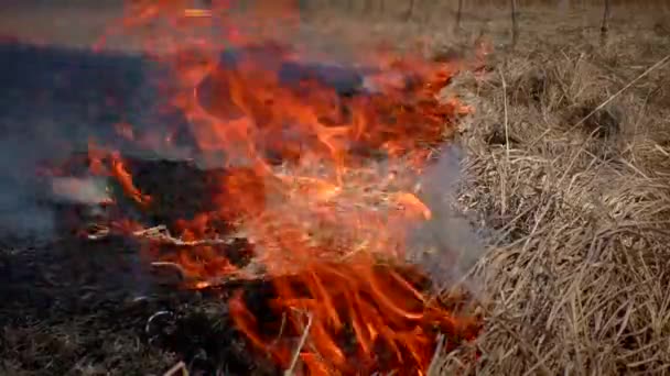 Brand Droog Gras Het Bos Brandende Fakkels Gevaarlijk — Stockvideo