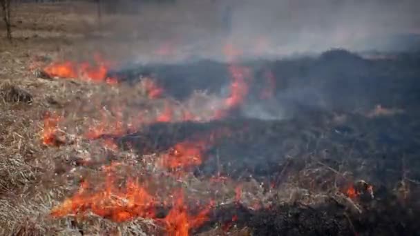 Brand Torrt Gräs Skogen Bränningen Flamrar Upp Farligt — Stockvideo