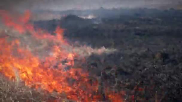 Feuer Trockenes Gras Wald Das Brennen Flammt Gefährlich Auf — Stockvideo