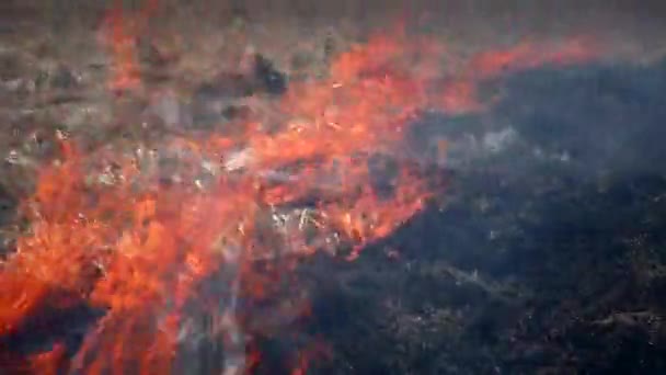 森林の火災乾燥草 燃える炎は危険に燃え上がる — ストック動画