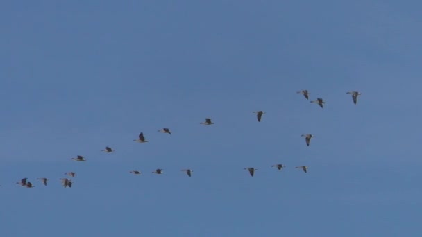 飛行移住中の野生の灰色のガチョウの群れ 青空に飛ぶ鳥 — ストック動画
