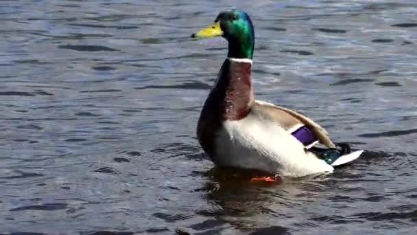 鸭子拍打翅膀 自然环境中的野鸟 — 图库视频影像