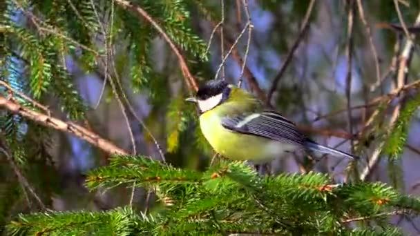 Blåmes Sitter Gren Nära Liv Vild Fågel Naturen — Stockvideo