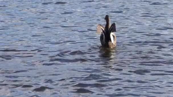 Duck Flaps Its Wings Wild Bird Natural Environment — Stock Video