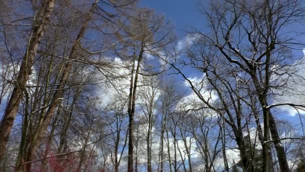 春天在光秃秃的树上飞过的云朵景观 穿过森林的背景天空 — 图库视频影像
