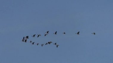 Uçuş göçü vahşi gri kazlar Flock. Mavi gökyüzünde uçan kuşlar. 