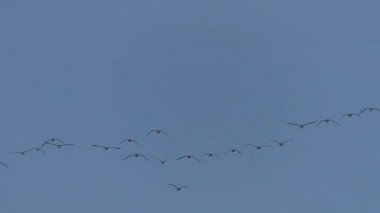 Uçuş göçü vahşi gri kazlar Flock. Mavi gökyüzünde uçan kuşlar. 