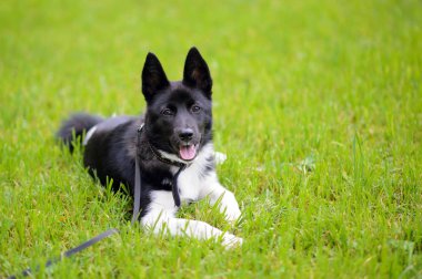 Çimenler üzerinde Köpek Laika.