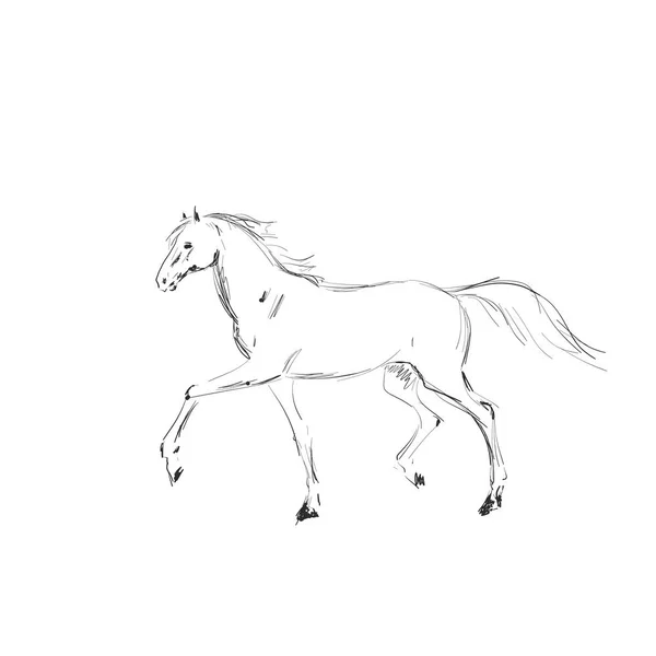 Sylwetka konia na białym tle. — Zdjęcie stockowe
