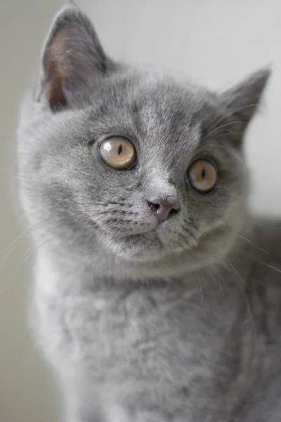 Retrato de un gatito gris . —  Fotos de Stock
