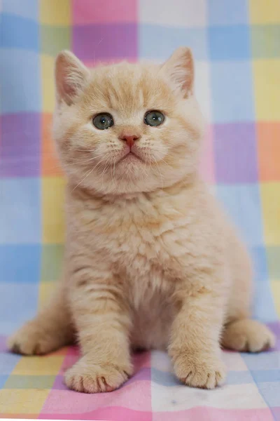 Gattino bambino su sfondo . — Foto Stock