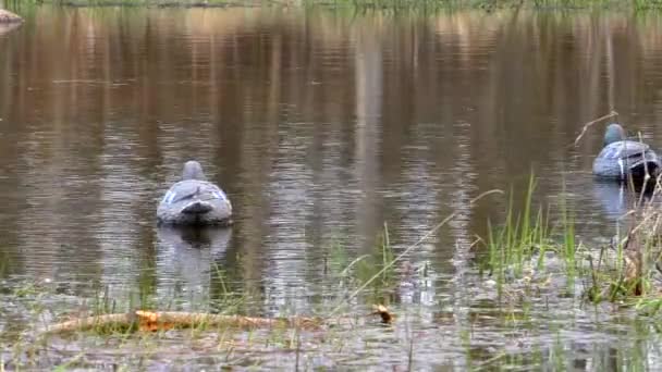 Manichino Caccia Acqua Adescare Gli Uccelli Modello Uccello Finto Imitazione — Video Stock