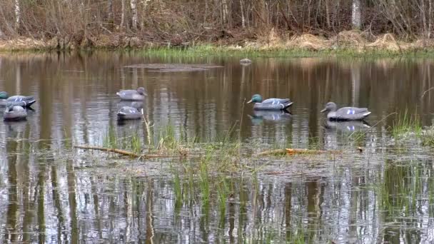 おとり鳥のための水の上にダミーを狩り 模造偽の鳥のモデルは ゲームを餌にハンターによって使用されます — ストック動画