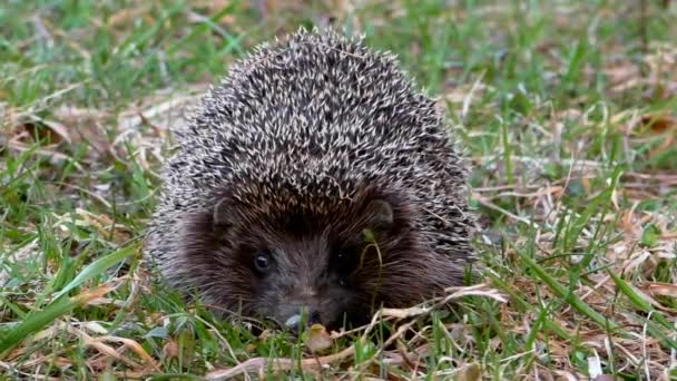 Jeż Dziki Trawie Zwierzęta Urchin Środowisku Naturalnym — Wideo stockowe