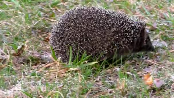 草の中で野生のヘッジホッグ 自然環境におけるウニ動物 — ストック動画
