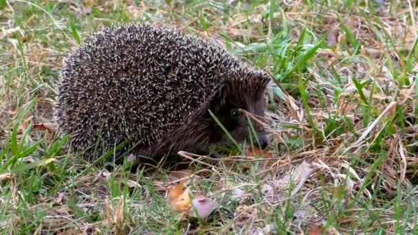 Egel Wild Het Gras Urchin Dieren Natuurlijke Omgeving — Stockvideo