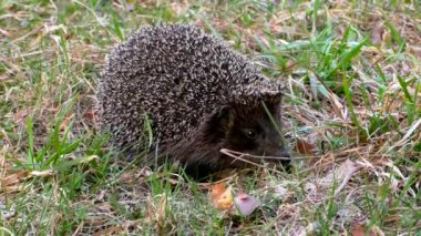 Kirpi çimenlerde vahşi. Doğal ortamda kestane hayvanları. 