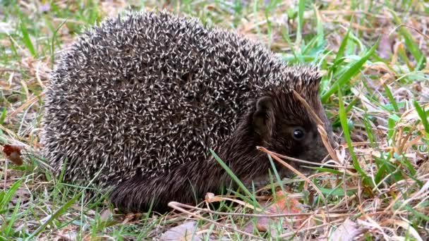 Erizo Salvaje Hierba Animales Erizos Entorno Natural — Vídeos de Stock