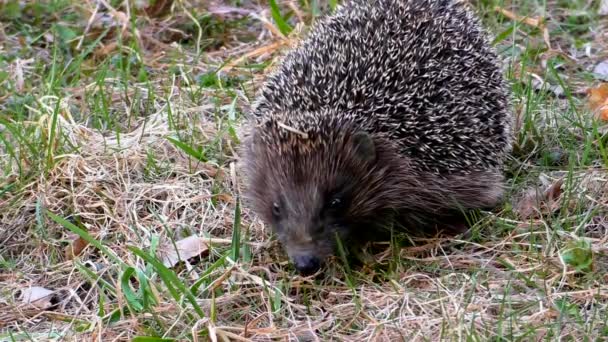 Egel Wild Het Gras Urchin Dieren Natuurlijke Omgeving — Stockvideo