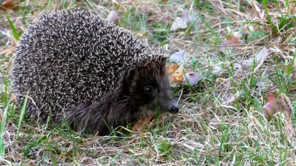 Erizo Salvaje Hierba Animales Erizos Entorno Natural — Vídeos de Stock