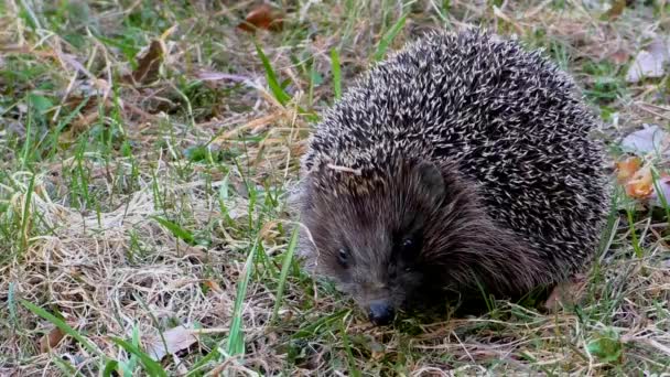 Hedgehog Selvagem Grama Urchin Animais Ambiente Natural — Vídeo de Stock