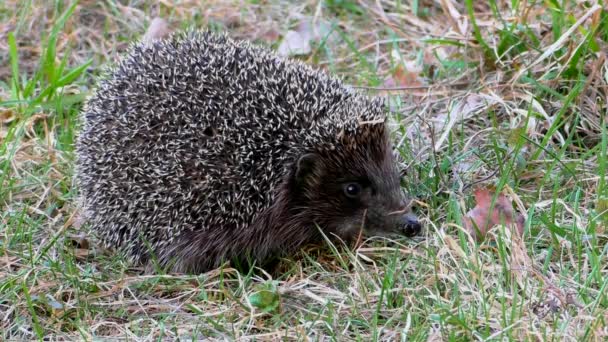Hedgehog Selvagem Grama Urchin Animais Ambiente Natural — Vídeo de Stock