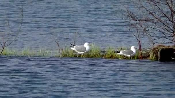 Seagulls pływają w wodzie podczas sezonu krycia. — Wideo stockowe