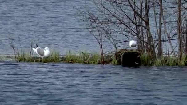 Чайки плавают в воде во время брачного сезона . — стоковое видео