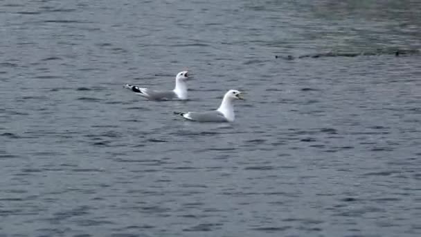 Seagulls swim in the water during the mating season. — Stock Video