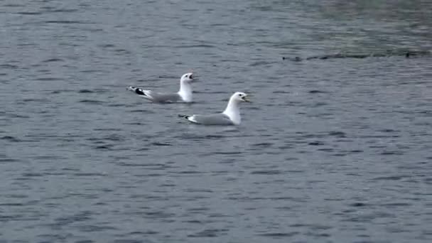 Las gaviotas nadan en el agua durante la temporada de apareamiento . — Vídeos de Stock