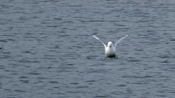 Gabbiani nuotano in acqua durante la stagione degli amori . — Video Stock