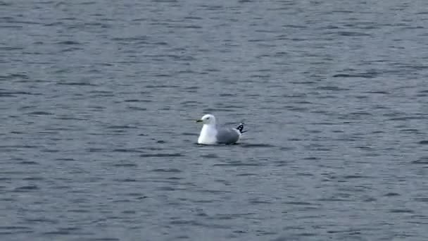 Seagulls simma i vattnet under parningssäsongen. — Stockvideo