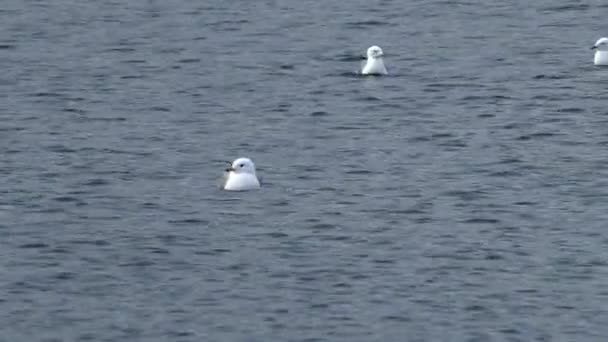 Seagulls simma i vattnet under parningssäsongen. — Stockvideo