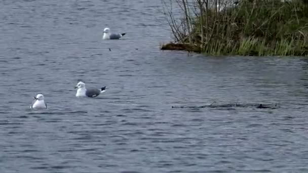 Seagulls Simma Vattnet Parningssäsongen Vilda Fåglar Deras Naturliga Miljö — Stockvideo