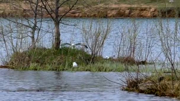 Gaivotas Nadam Água Durante Época Acasalamento Aves Selvagens Seu Ambiente — Vídeo de Stock