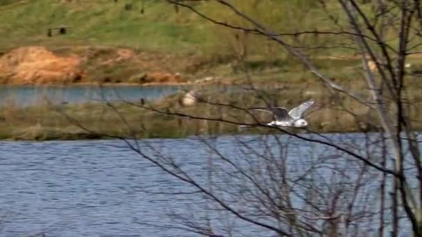 Möwen Schwimmen Während Der Paarungszeit Wasser Wildvögel Ihrer Natürlichen Umgebung — Stockvideo