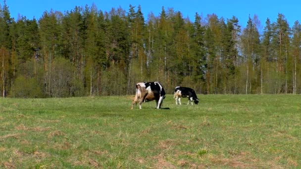 Vacas Mastigam Erva Campo Prado Verde Com Pastagem Kine — Vídeo de Stock