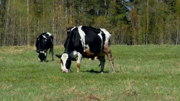 Family Cows Chew Grass Field Green Meadow Grazing Kine — Stock Video