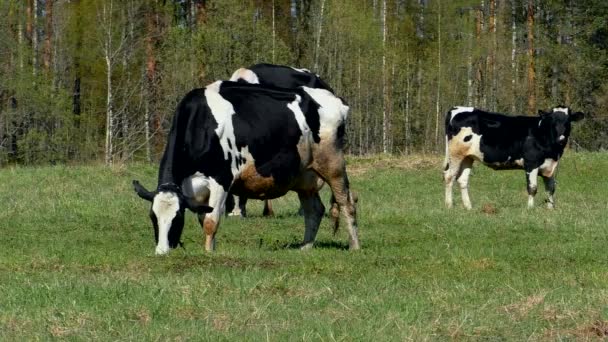 Vacas Família Mastigam Campo Relva Prado Verde Com Pastagem Kine — Vídeo de Stock