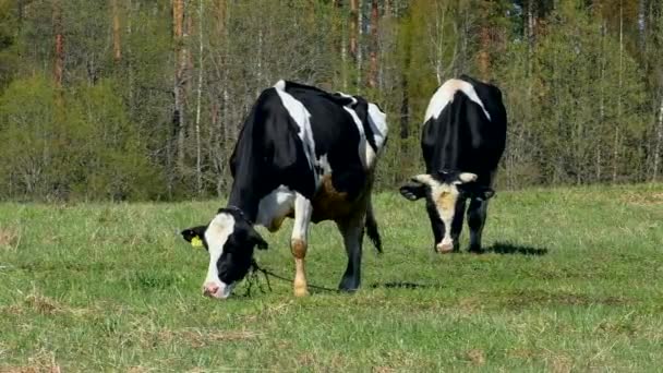 Krávy žvýká trávu na hřišti. — Stock video