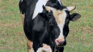 İnekler tarlada ot çiğniyor.