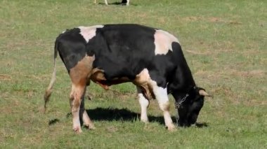 İnekler tarlada ot çiğniyor.