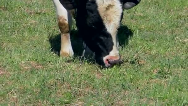 Krowy żuć trawę na boisku. — Wideo stockowe