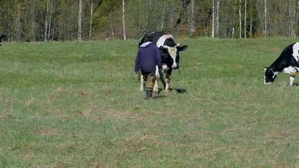 Коровы жуют траву на поле . — стоковое видео