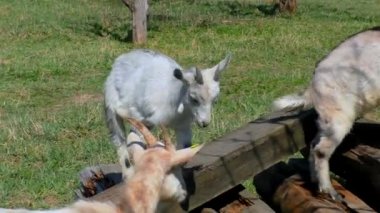 Çocuklu keçiler çiftlikteçimen otluyorlar..