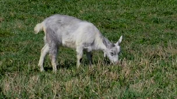 Des chèvres avec des enfants paissent sur la pelouse de la ferme . — Video