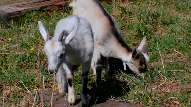 Des chèvres avec des enfants paissent sur la pelouse de la ferme .